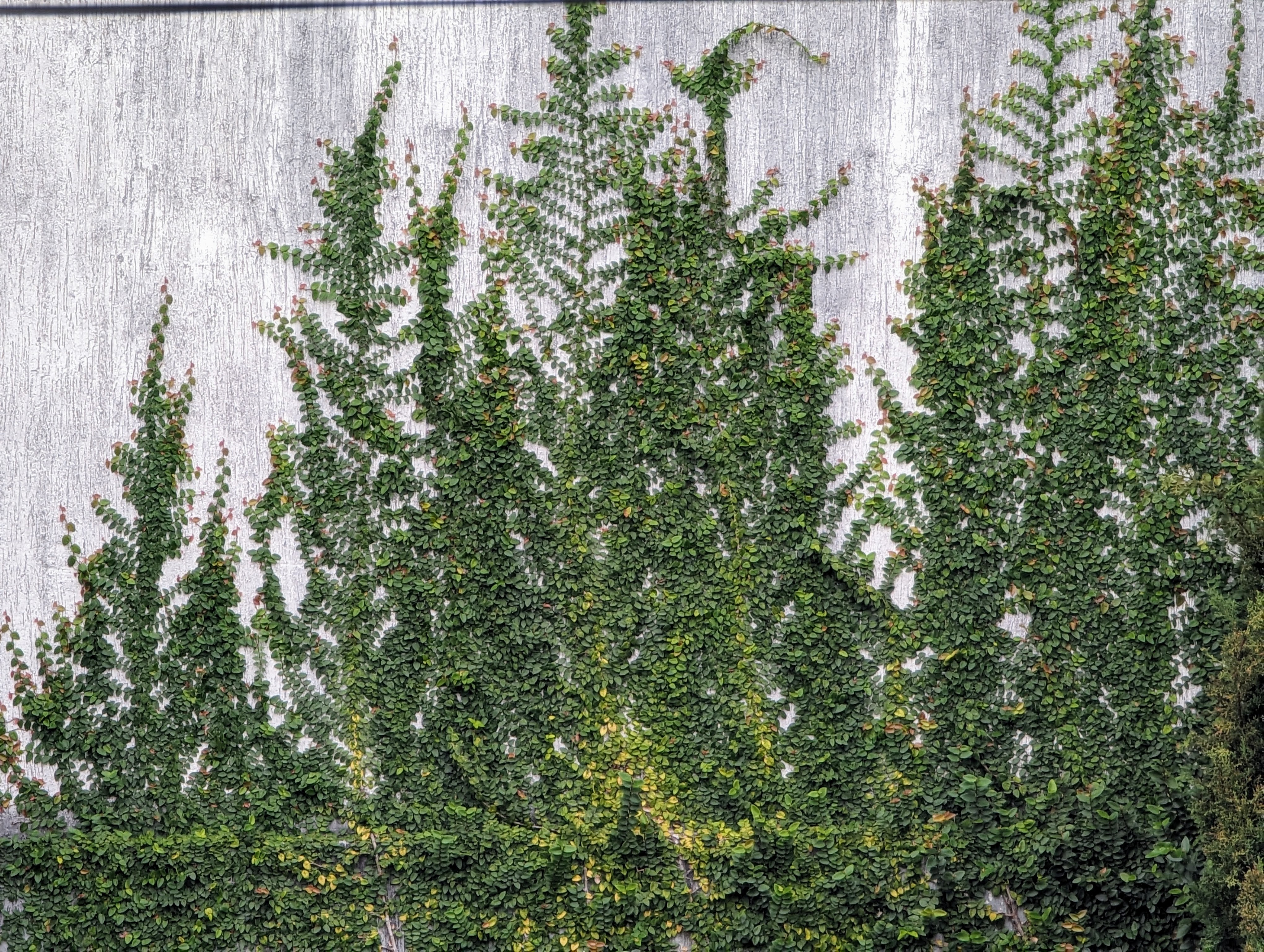 Green leaves on a wall in Darien, nearest town to Calima Lake